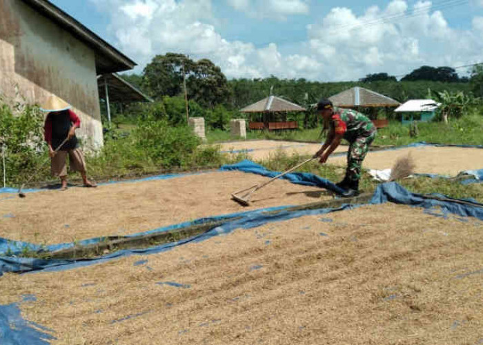 Dukung Ketahanan Pangan, Babinsa Desa Perpat Lakukan Komsos Dengan Petani
