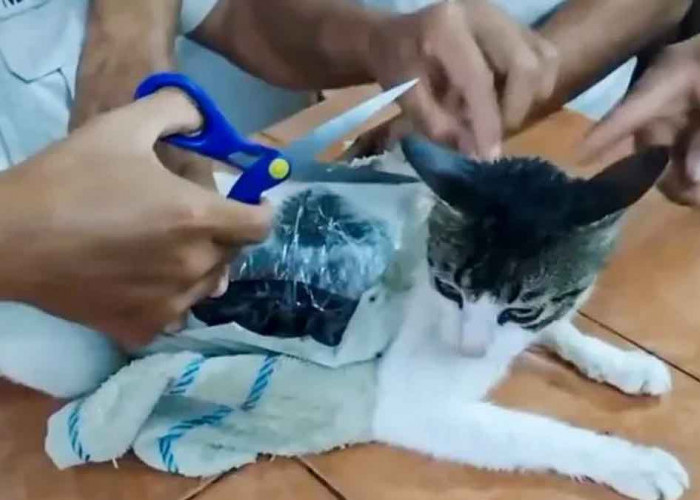 Geger! Kucing Tertangkap Jadi Kurir Narkoba di Lapas, Komentar Warganet Bikin Ngakak