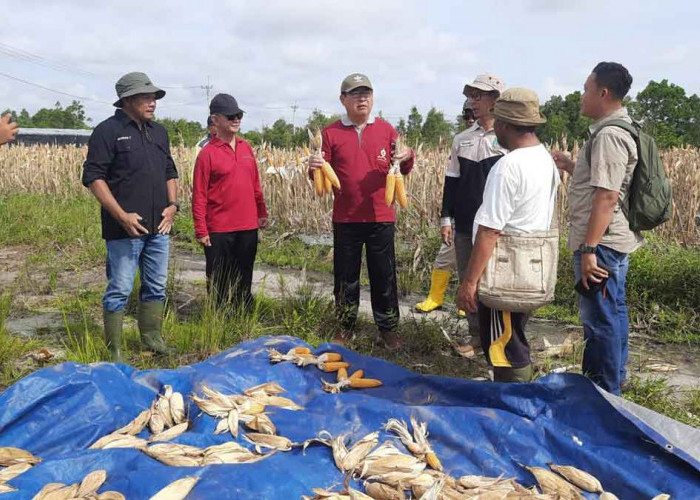 Bupati Beltim Panen Jagung di Danau Nujau: Dorong Ketahanan Pangan dan Dukung Petani Lokal