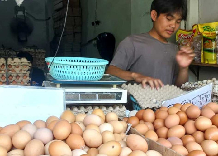 Harga Telur Ayam di Belitung Masih Stabil, Ini Harga Eceran di Pasar Tanjungpandan