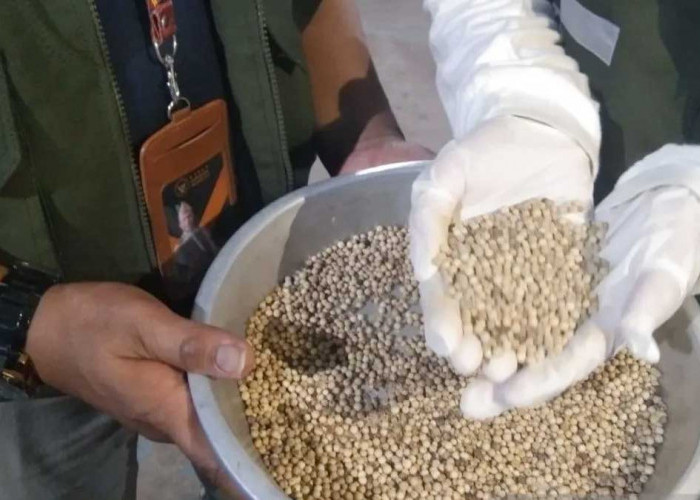 1,37 Ribu Ton Lada Putih Babel Tembus 5 Negara, Nilai Ekspor Capai Rp180 Miliar