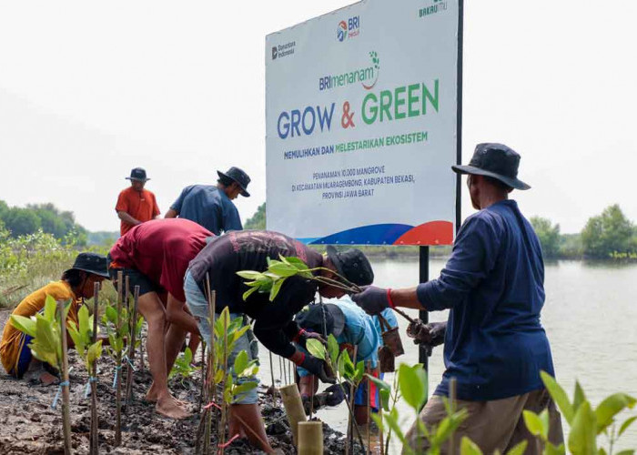 BRI Perkuat Komitmen Selamatkan Ekosistem Pesisir di Hari Mangrove Sedunia 2025