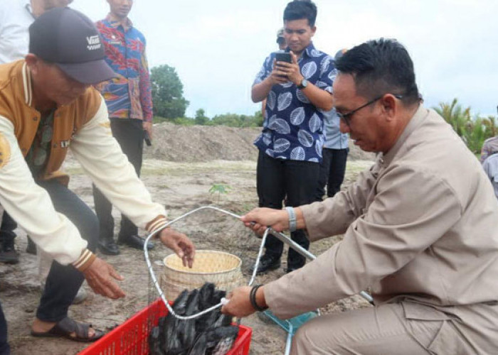 Bupati Belitung Timur Panen Lele di Kolong Kero, Aan: Bisa Dikembangkan di Desa Lain