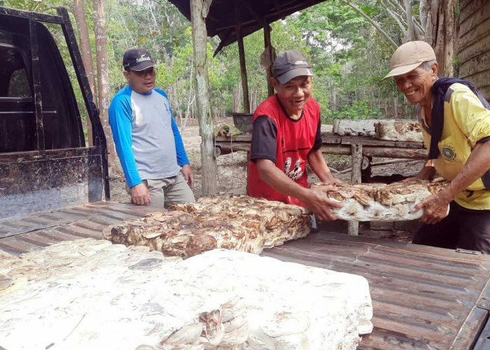 Kabar Baik Harga Karet Beltim 2026, Petani Mulai Punya Harapan Baru