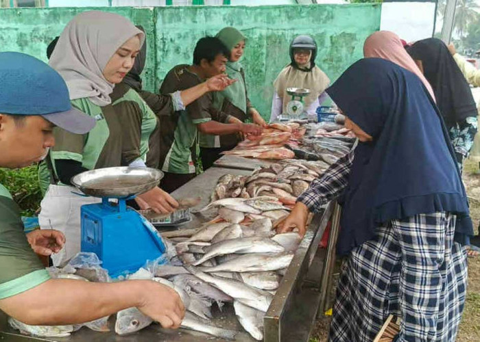 Bazar Ikan Murah Belitung, Harga Mulai Rp15 Ribu per Kilogram