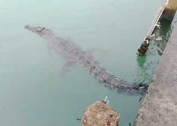 Heboh! Kawanan Buaya Teror Nelayan Tanjung Rusa Membalong, Kades: Kita Siaga Satu