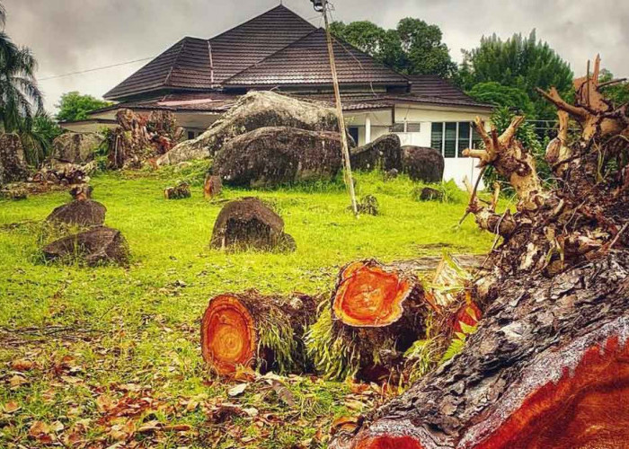 Sempat Dipertanyakan, Penebangan Pohon Beringin Tua di Mess Bougenville Belitung Demi Keselamatan