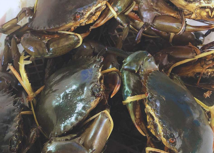  SEKAR dan PHE OSES Dukung Pengembangan Kepiting Bakau di Beltim  