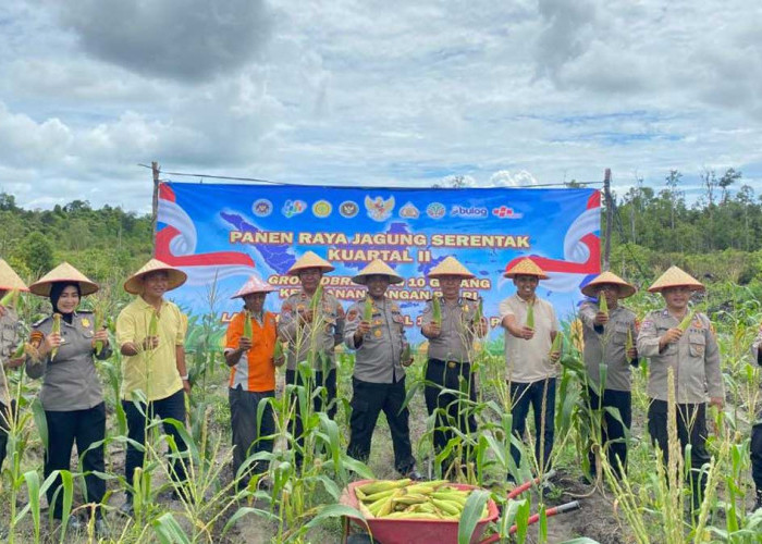 Panen Raya Jagung Polres Belitung di Sijuk, Bukti Dukungan Nyata Swasembada Pangan