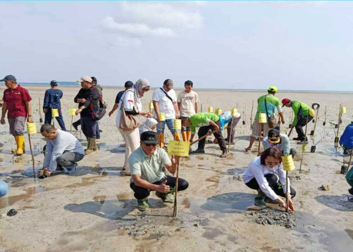 Pemkab Belitung Tanam 1.000 Bibit Mangrove, Pulihkan Pesisir Bekas Tambang