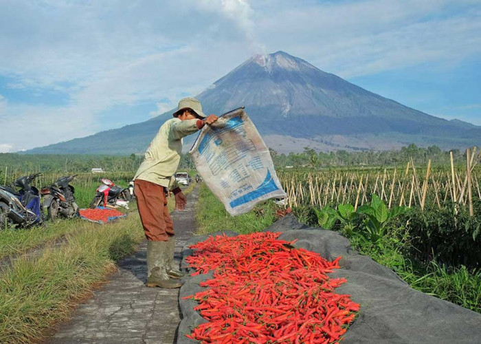 KUR BRI Tembus Rp65,95 Triliun hingga April 2026, Komitmen Dukung Ketahanan Pangan