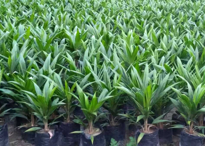 Mau Bibit Sawit Gratis Beltim 2026? Petani Wajib Penuhi Syarat Ini