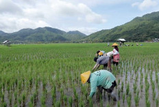 Desa Manemeng Perkuat Ekonomi Kerakyatan, Tumbuh Lewat Program Desa BRILiaN BRI