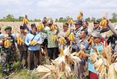 Panen Jagung Danau Nujau, Bupati Beltim Dorong Pertanian Jadi Masa Depan Ekonomi