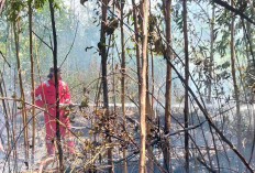 Ancaman Karhutla di Belitung Meningkat, BPBD Petakan 3 Wilayah Rawan Kebakaran