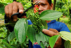 Genjot Perluasan Lada Rakyat di Babel, Kementan Targetkan Kebangkitan Kejayaan Lada Putih