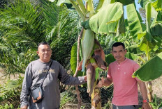 Pesantren di Sungailiat Tanam 2.000 Pisang Cavendish, Target Panen 40 Ton
