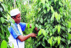 NTP Petani Babel Tembus 165,81 pada Agustus 2026, Ini Pendorongnya