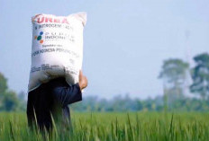 Realisasi Pupuk Bersubsidi di Babel Capai 8,34 Juta Kg, Sisa Alokasi Tinggal Segini