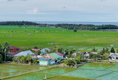 Desa BRILiaN Sausu Tambu Tembus Top 10 Nasional, Ekonomi Pesisir Tumbuh dari Potensi Lokal