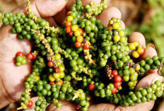 Harga Lada Putih Bangka Belitung Meroket, Permintaan Dunia Terus Meningkat