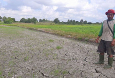 Prakirakan Puncak Musim Kemarau Babel 2026, Ini Prediksi BMKG