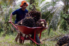 Harga TBS Sawit di Belitung Naik, Ini Rincian Terbaru Babel Maret 2026