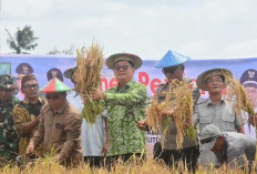 Dari Sawah ke Wisata, Panen Perdana Nujau Gantung Buka Harapan Ekonomi Baru Warga