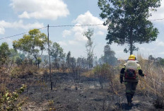 Karhutla di Belitung Timur Capai 233 Kejadian, Luas Lahan Terdampak 430 Hektare