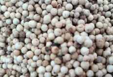 Harga Lada Putih Babel Januari 2026 di Tingkat Petani dan Pasar Daring