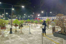 170 Bonsai Hiasi Belitung Expo 2026, PPBI Kenalkan Keindahan Tanaman Lokal ke Masyarakat