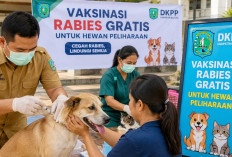 DKPP Belitung Vaksinasi Rabies Gratis untuk Hewan Peliharaan, Cek Syarat dan Lokasinya