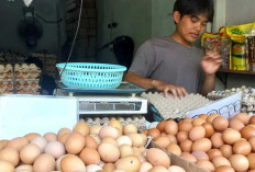 Harga Telur Ayam di Belitung Masih Stabil, Ini Harga Eceran di Pasar Tanjungpandan