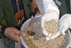 1,37 Ribu Ton Lada Putih Babel Tembus 5 Negara, Nilai Ekspor Capai Rp180 Miliar