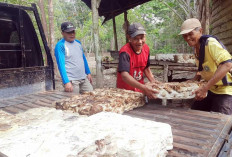 Kabar Baik Harga Karet Beltim 2026, Petani Mulai Punya Harapan Baru