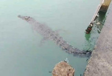 Heboh! Kawanan Buaya Teror Nelayan Tanjung Rusa Membalong, Kades: Kita Siaga Satu