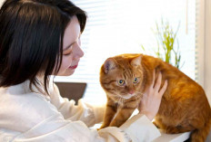 Bukti Ilmiah: 7 Manfaat Pelihara Kucing di Rumah Menurut Penelitian
