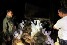 Dugaan Penyelundupan Timah Belitung Digagalkan, 175 Karung Senilai Rp1,4 Miliar Diamankan