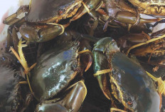  SEKAR dan PHE OSES Dukung Pengembangan Kepiting Bakau di Beltim  