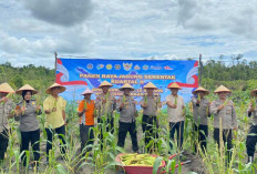 Panen Raya Jagung Polres Belitung di Sijuk, Bukti Dukungan Nyata Swasembada Pangan