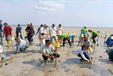 Pemkab Belitung Tanam 1.000 Bibit Mangrove, Pulihkan Pesisir Bekas Tambang