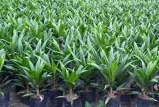 Mau Bibit Sawit Gratis Beltim 2026? Petani Wajib Penuhi Syarat Ini